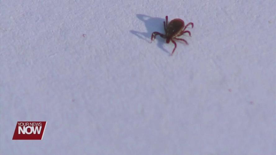 Watching out for ticks and mosquitoes this summer