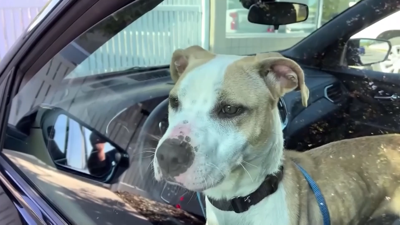 If you're hot, so are your pets—how to keep them safe
