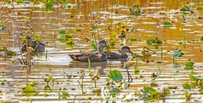 American Black Ducks in a Wetland