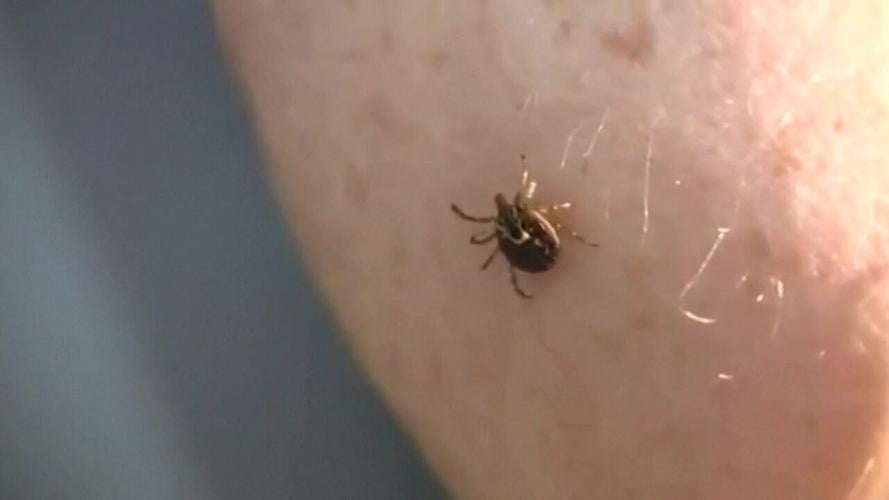 Allen County health officials urge mosquito and tick precautions as summer begins