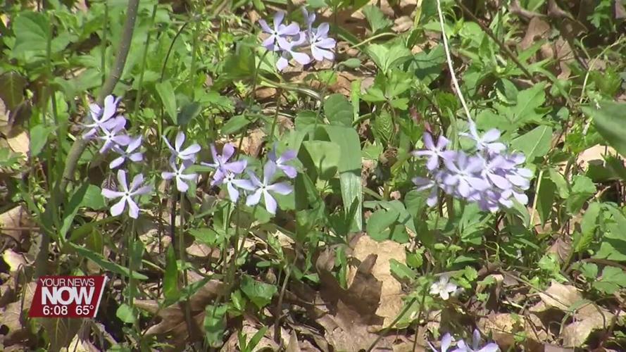 Wildflower walk brings people out to enjoy the parks on Mother's Day