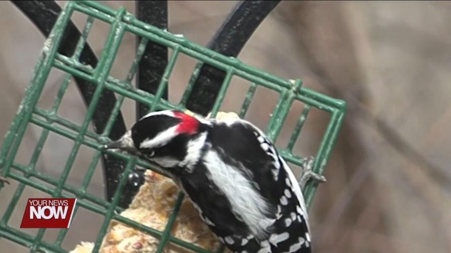 Johnny Appleseed Metropolitan Park District Nature Pals learn about winter birds