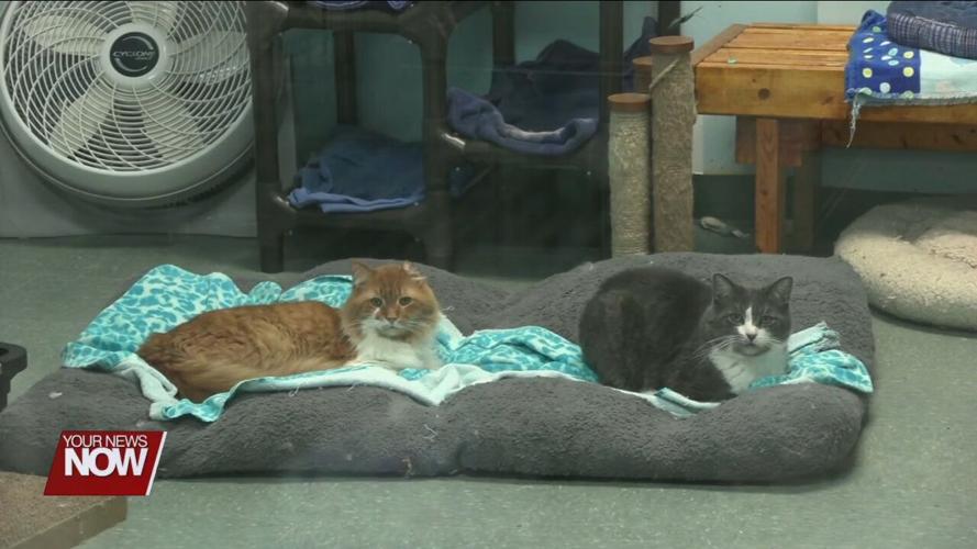 Ohio SPCA & Humane Society taking in more abused and neglected animals than usual