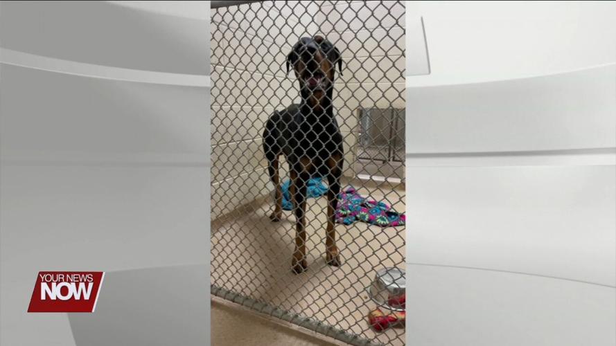 Ohio SPCA & Humane Society taking in more abused and neglected animals than usual