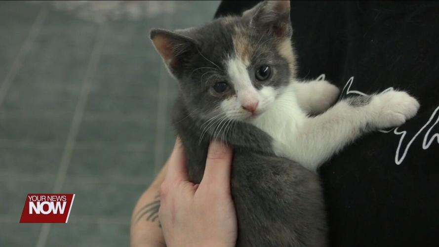 Ohio SPCA & Humane Society taking in more abused and neglected animals than usual