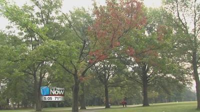 Trees changing color earlier than usual