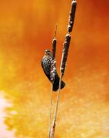 Hancock Park District names Hoverman as Photo Contest Grand Prize Winner