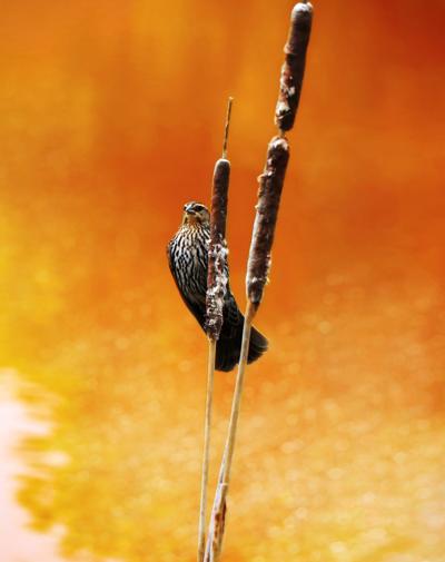 Photo Contest Winner for Hancock County Park District.jpg