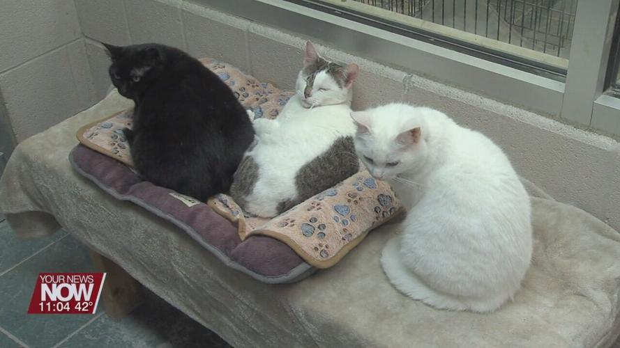 SPCA asking for donations for their upcoming fundraiser