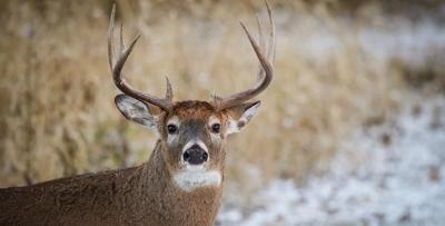 Deer Gun Season