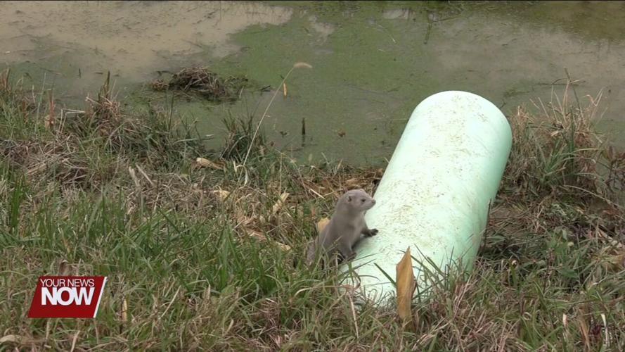 Animal Liberation Front claims responsibility for mink farm vandalization in Van Wert