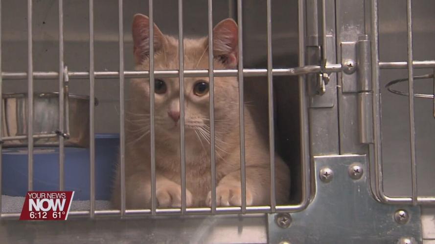 Ohio SPCA asks for help with Cat-A-Thon adoption event