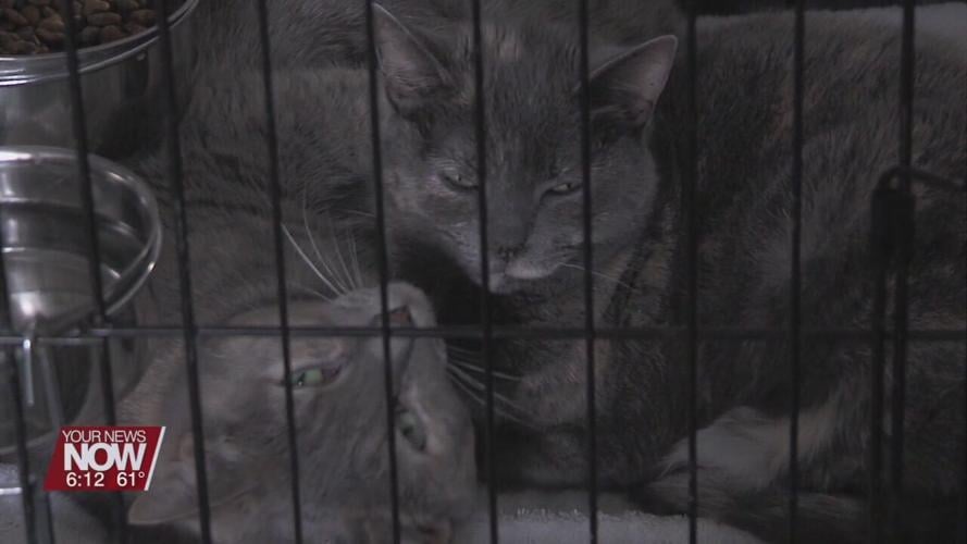 Ohio SPCA asks for help with Cat-A-Thon adoption event