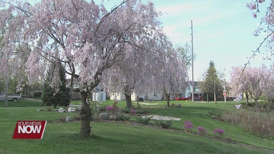 Lima Sister Cities looking for volunteers to spruce up the Japanese Garden in preparation for the annual Cherry Blossom Picnic