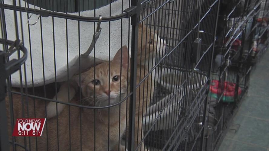 Ohio SPCA asks for help with Cat-A-Thon adoption event