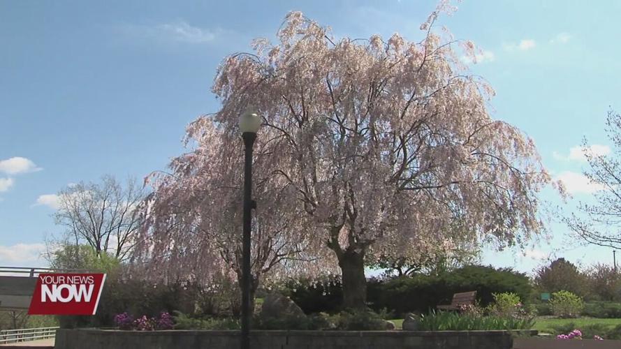 Lima Sister Cities holding Walk-a-Thon to raise money for Japanese Garden