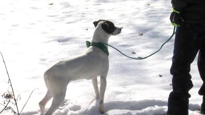 Winter pet care advice: How to protect your dog from frostbite and freezing temperatures