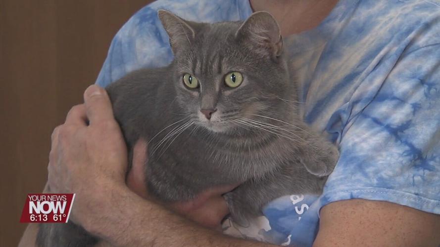 Ohio SPCA asks for help with Cat-A-Thon adoption event