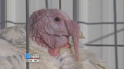 Thanksgiving, A Normal Day at Cooper Farms