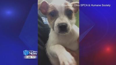 Ohio SPCA and Humane Society raising money for puppy surgery