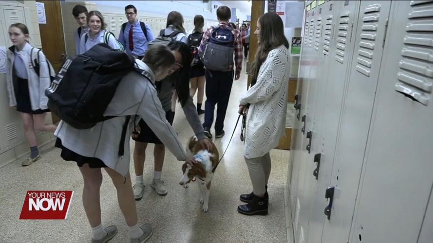 Therapy dog named Hope boosts morale at Lima Central Catholic High School