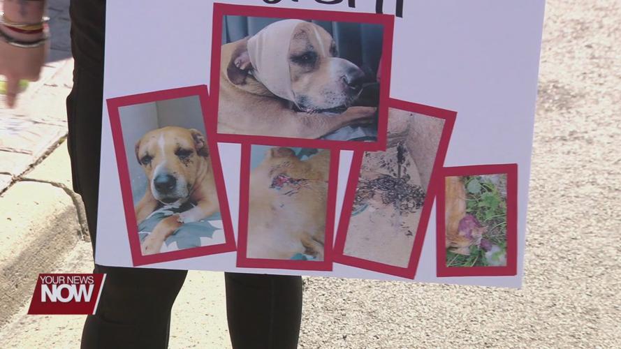 Animal cruelty charge sparks questions about Ohio #39 s laws on animal