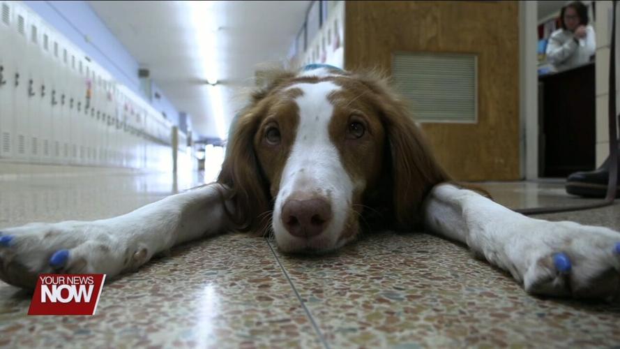 Therapy dog named Hope boosts morale at Lima Central Catholic High School
