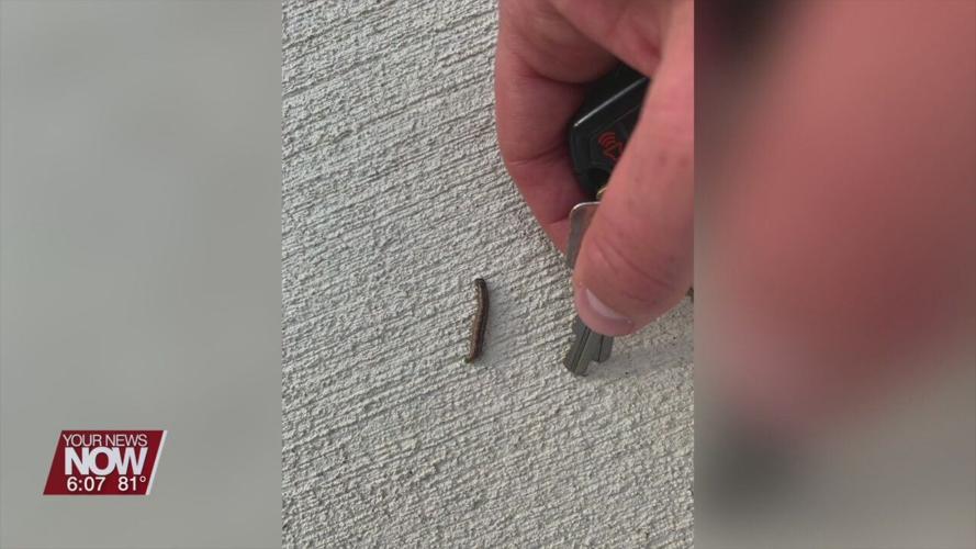 Fall armyworms causing lawn problems in the area