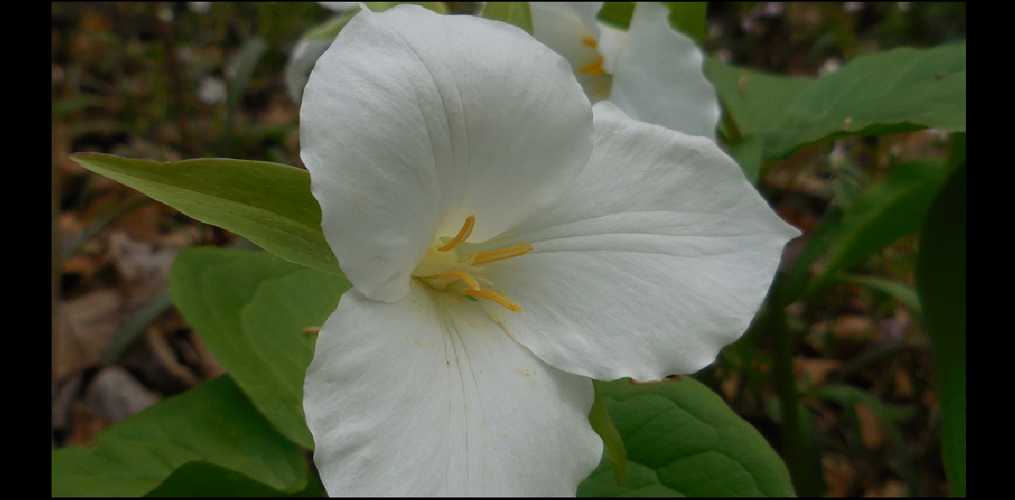 Large-flowered Trillium blooming at Kuffner Nature Preserve