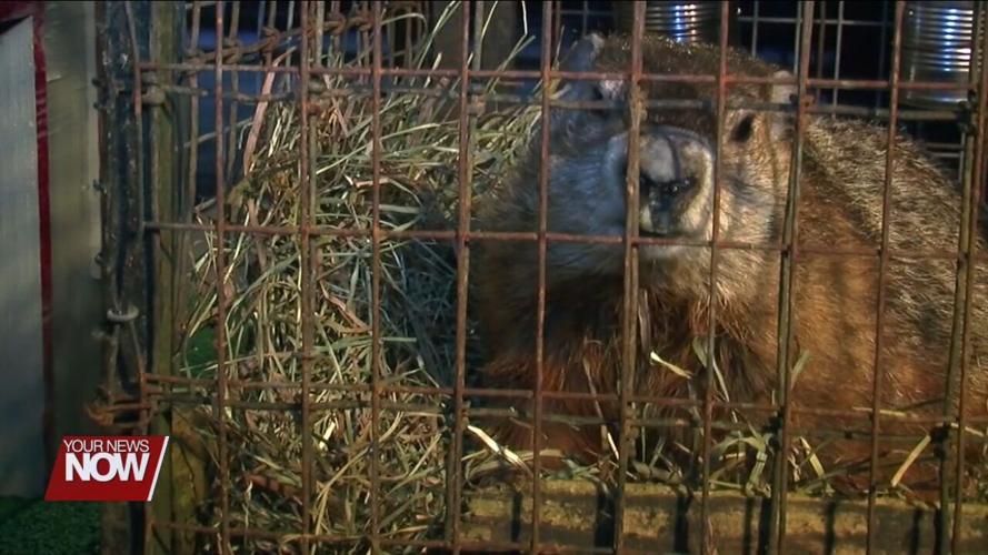 The Lima Rotary Club hears about Buckeye Chuck as Groundhog Day approaches