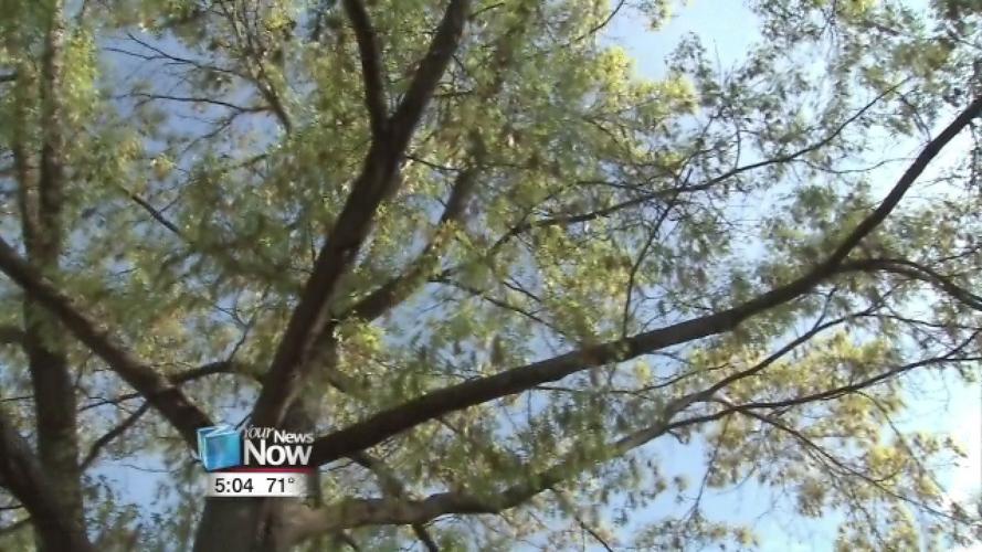 Dealing with allergies after Spring has sprung 2.jpg