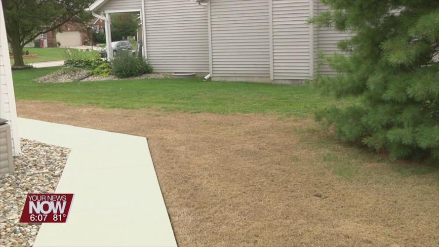 Fall armyworms causing lawn problems in the area