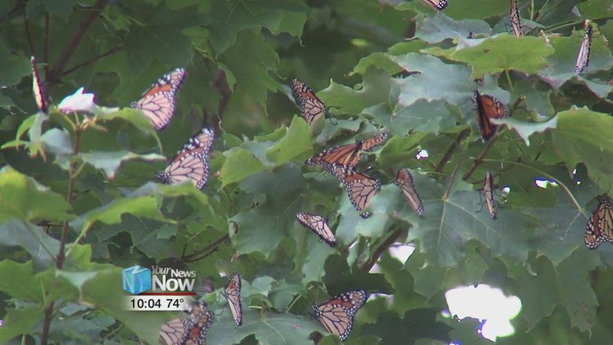 Monarch Butterflies take a break in our area on their way south 2.jpg