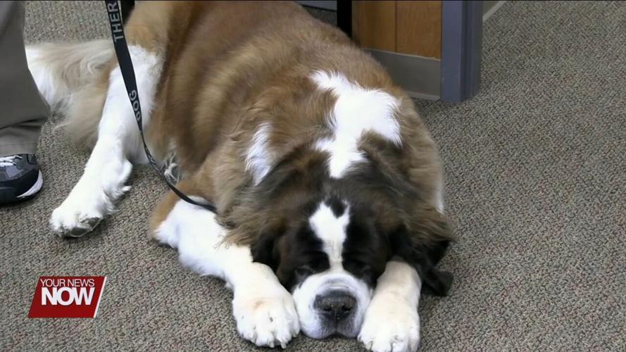 A 200 pound cuddly Saint Bernard brings smiles to the staff of the Allen County Commissioners building