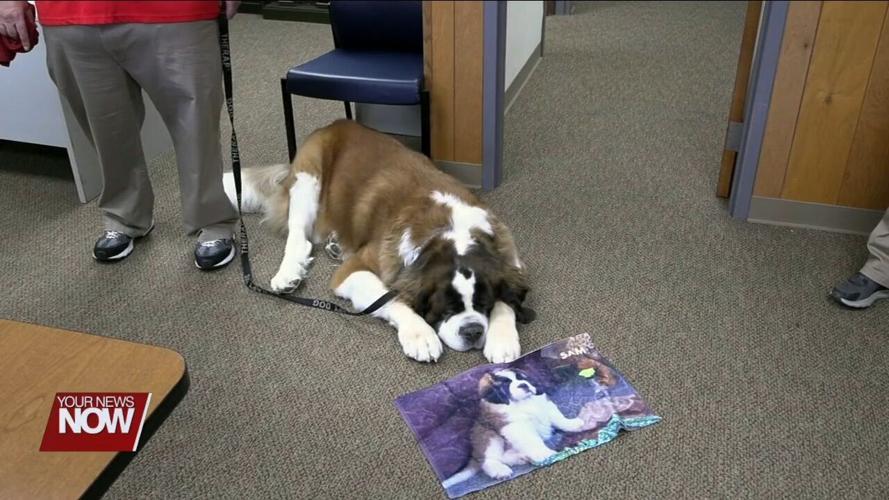 A 200 pound cuddly Saint Bernard brings smiles to the staff of the Allen County Commissioners building