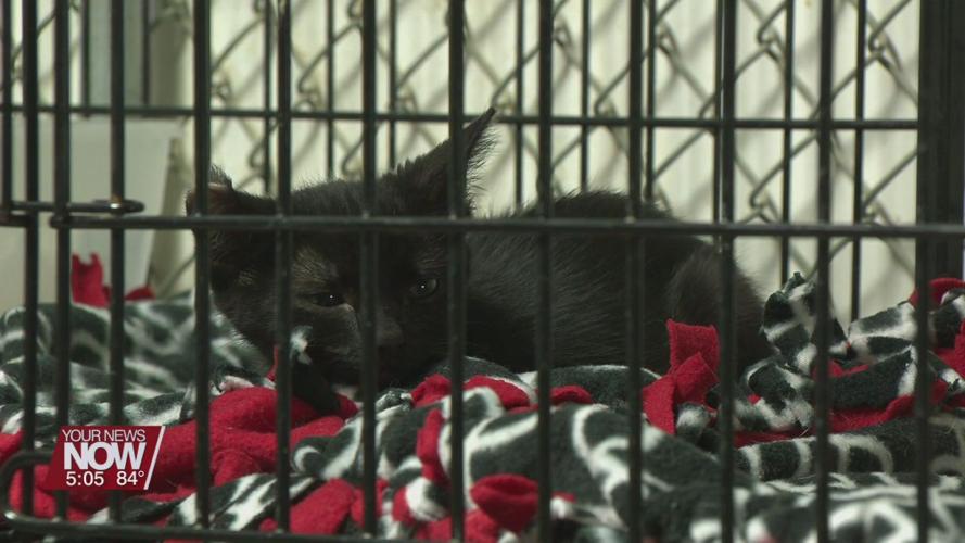 Van Wert County Humane Society announces capital campaign