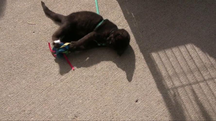 A Lotta Love Pet Rescue holds adoption event News