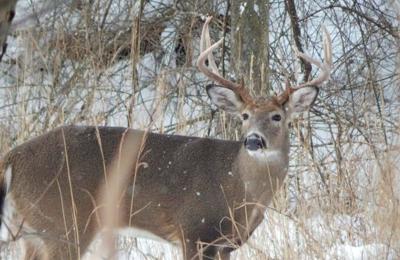 White Tail Deer in Snow
