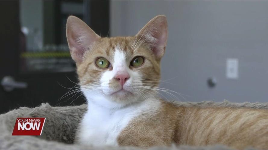 Fundraiser for Van Wert Humane Society and Ronald McDonald House features adoptable pet parade and raffle