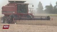 Farmers might see affect of dry summer this harvest