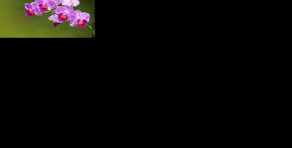 Pink orchid Generic