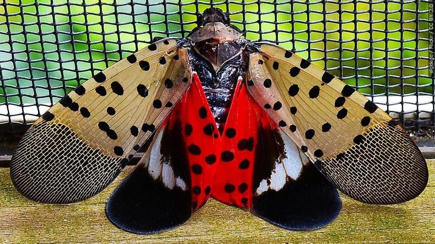 Spotted Lanternfly