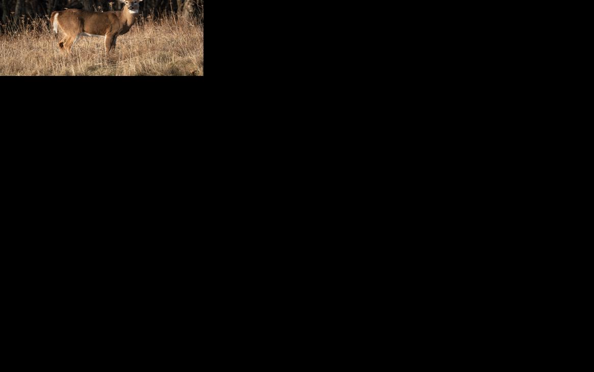 Whitetail Deer Generic