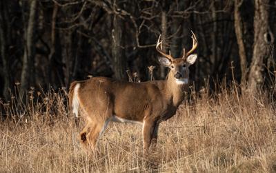 Whitetail Deer Generic