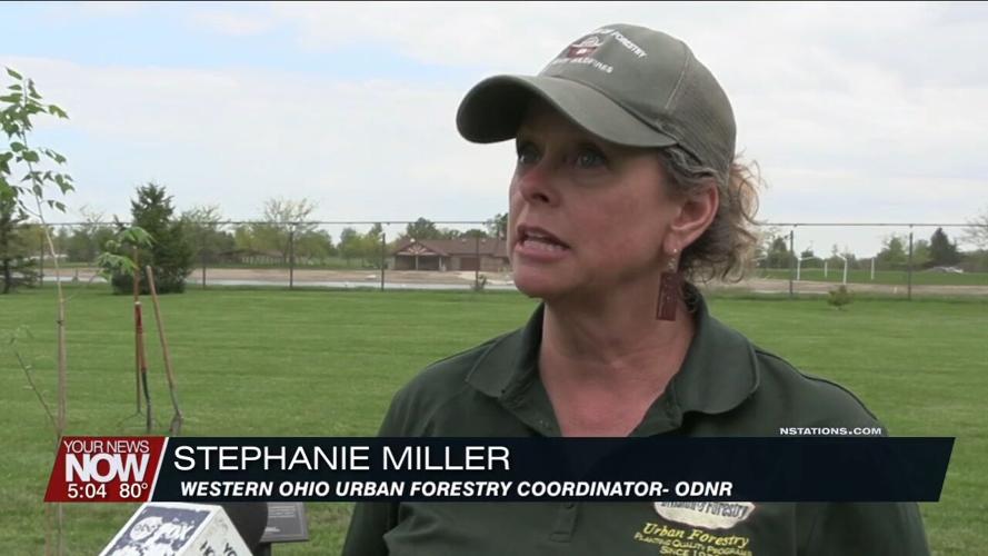 Hackberry tree planted at Ottawa Metro Park commemorates the 75th anniversary of ODNR