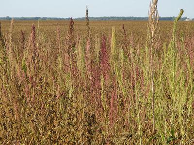Waterhemp in Field - Weed-free Soybean Fields Increase in 2022