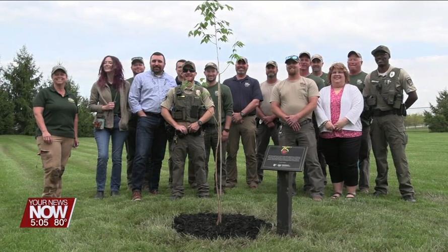 Hackberry tree planted at Ottawa Metro Park commemorates the 75th anniversary of ODNR