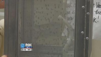 Health Officials Trapping and Testing Mosquitoes