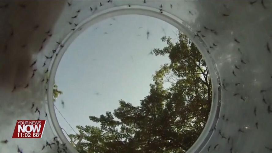 Pool of mosquitoes test positive for West Nile Virus in Van Wert County