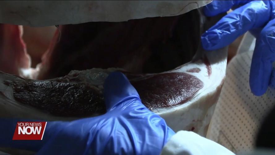 Judges from OSU Extension explain what they are looking for at annual Kewpee Carcass Show